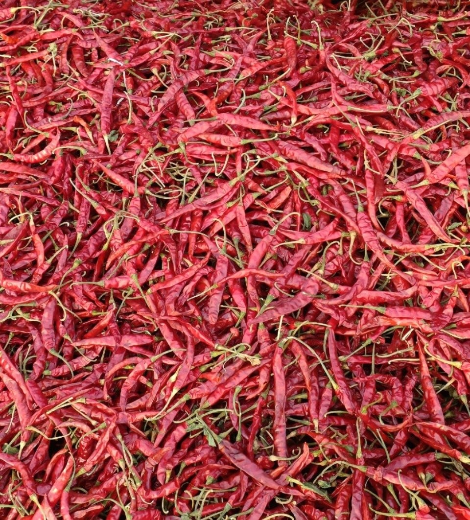 Chilli
